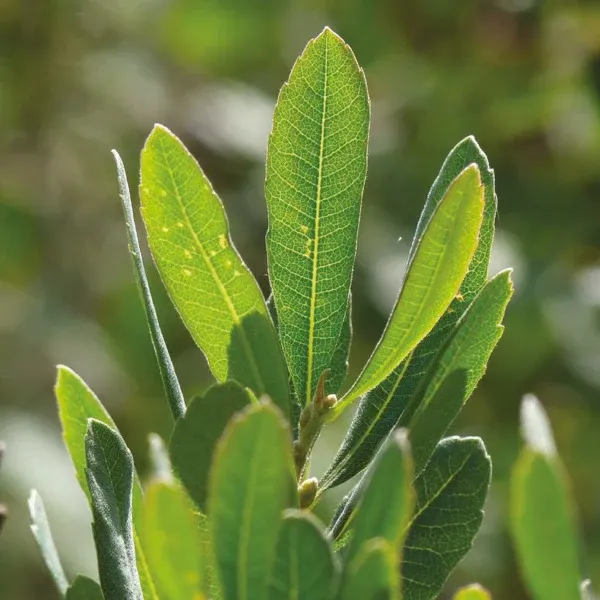 Bog Myrtle & Fresh Mint Candle