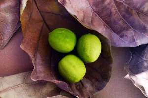Citrus & Oak - Premium Fragrance Oil
