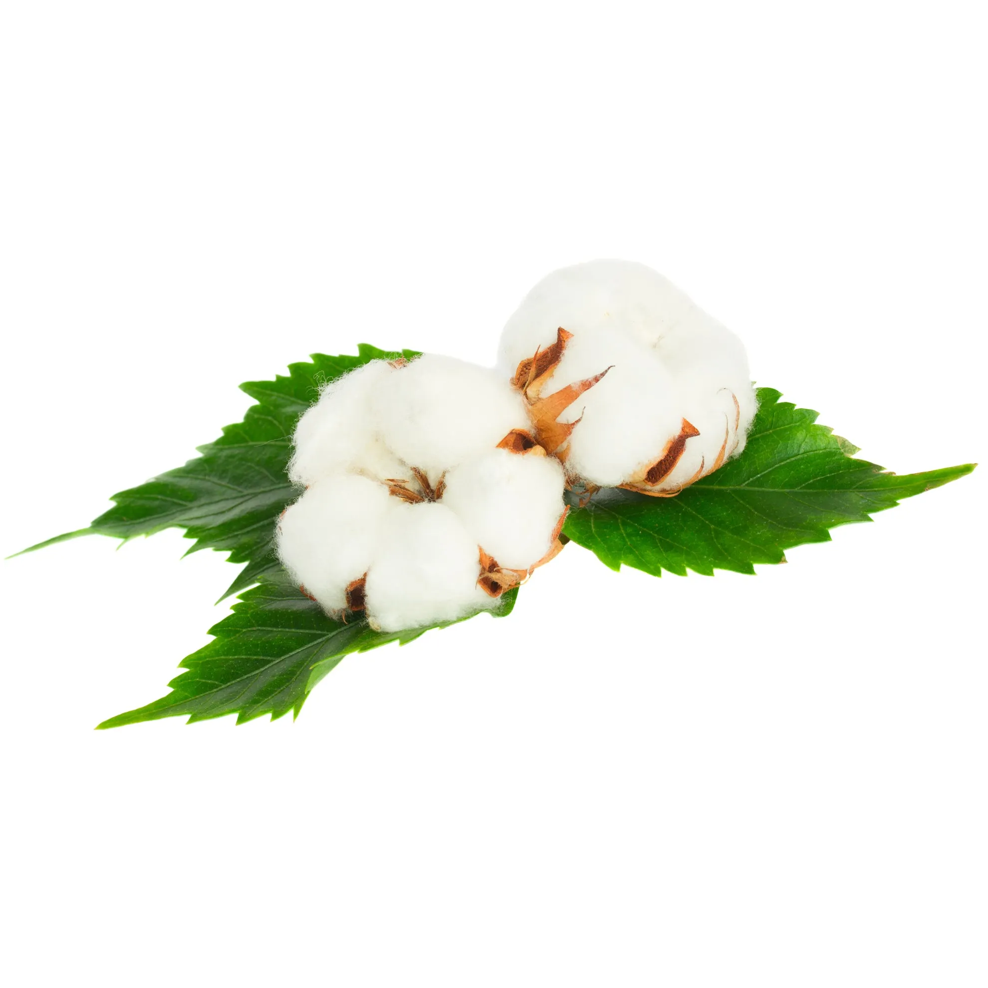 Cotton & Freesia FO