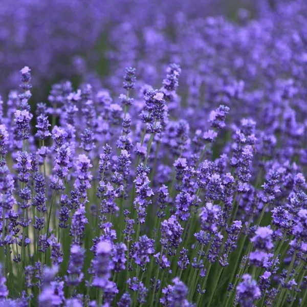 Lavender Travel Container