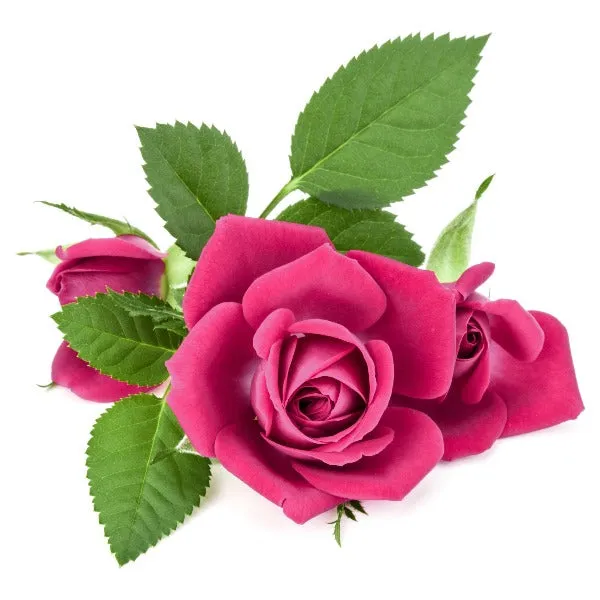 Rose FO (Phthalate Free)